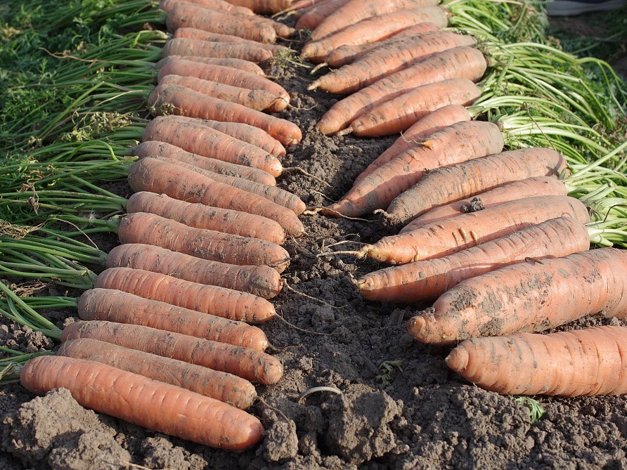 Партнер Морковь СТРАНА ЧУДЕС F1 ^(0,5г), изображение 1