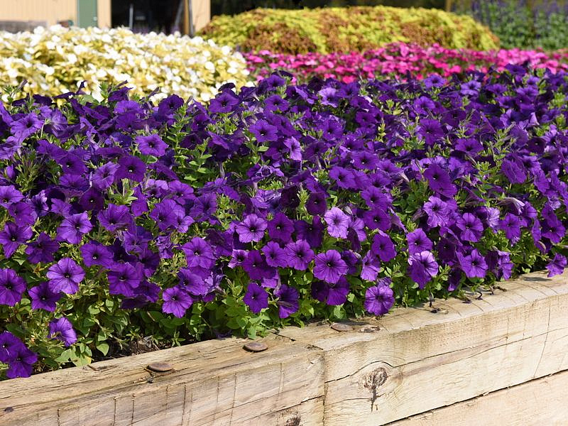 Партнер Петуния серия "Ма Шери" МАРИКА F1 / многоцветковая полуампельная^(5шт в амп), изображение 3