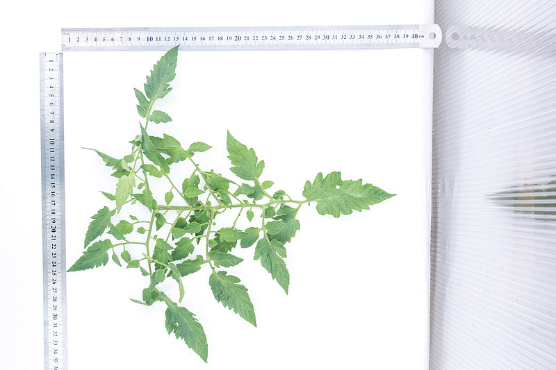 Партнер Томат МАРСЕЛОН F1 ^(5шт) 2-ной пак, изображение 3