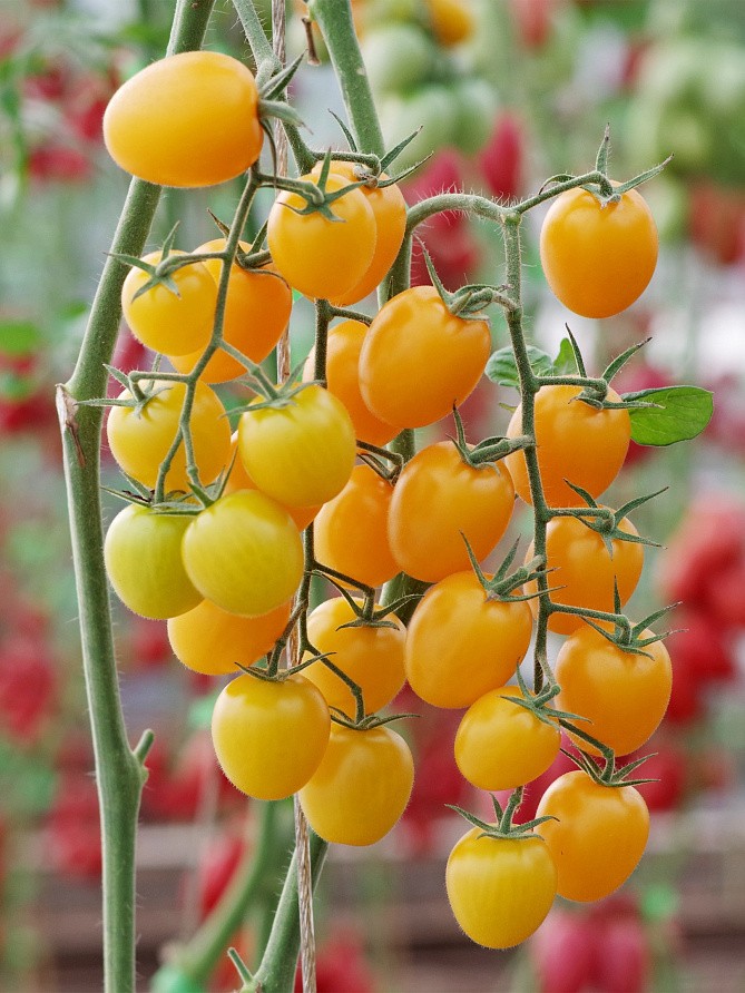 Партнер Томат ЧЕРРИСОФА F1 ^(5шт) 2-ной пак, изображение 2