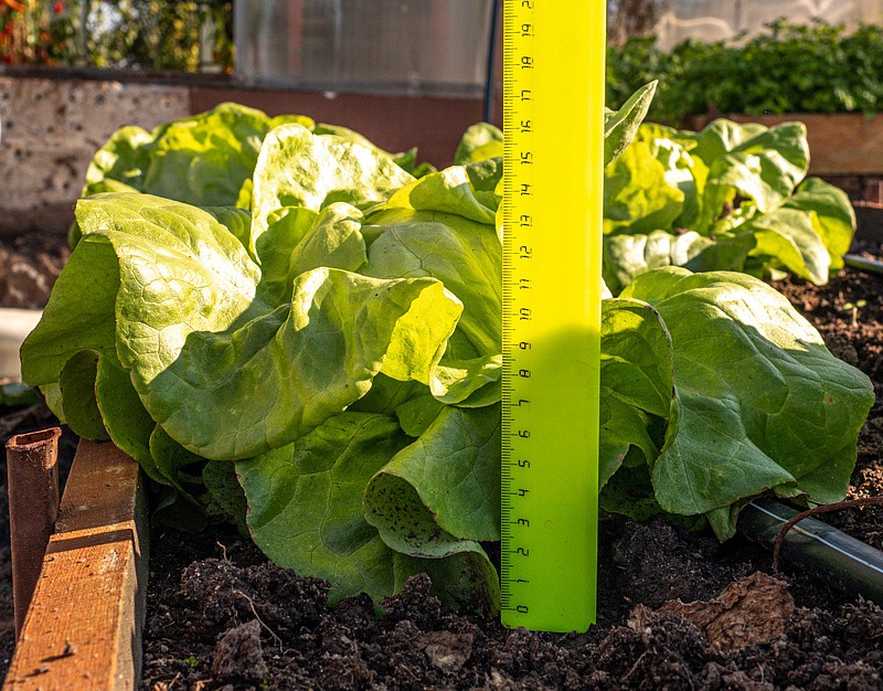 Партнер Салат кочанный ЛУКА ^(1г), изображение 4