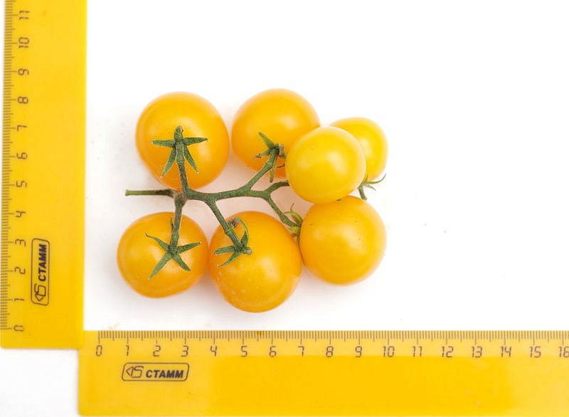 Партнер Томат БАЛКОННОЕ ЧУДО (желтый) ^(0,05г) 2-ной пак, изображение 6