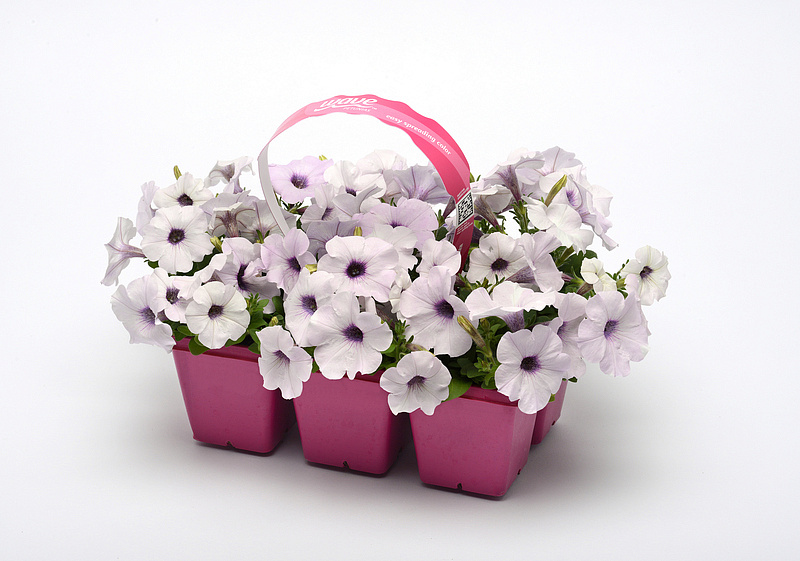 Партнер Петуния F1 серия ИЗИ ВЭЙВ СИЛЬВЕР/ многоцветковая каскадно-ампельная^(5шт в амп), изображение 6