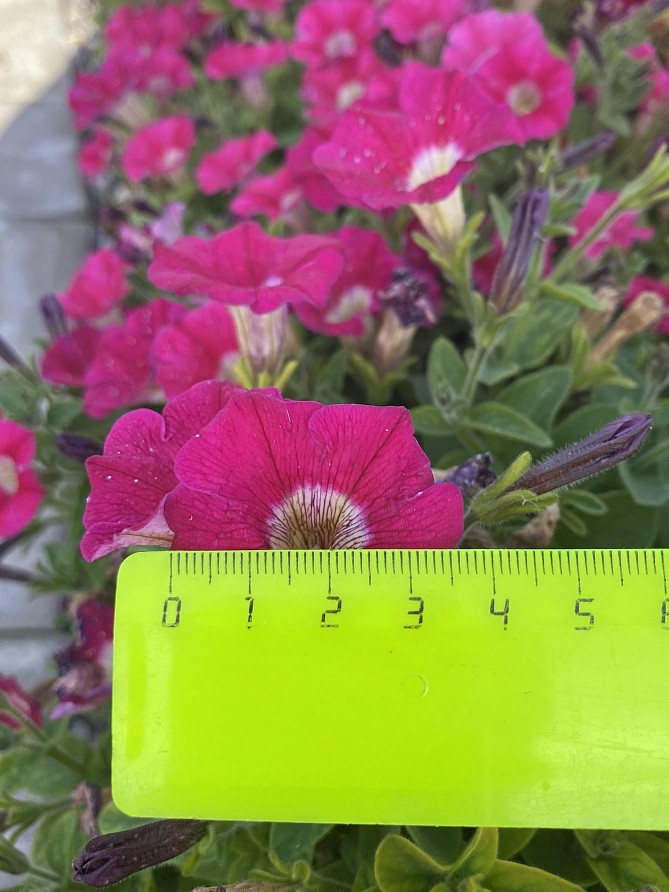 Партнер Петуния серия "Ма Шери" ФИОНА F1 /многоцветковая полуампельная ^(5шт в амп), изображение 8