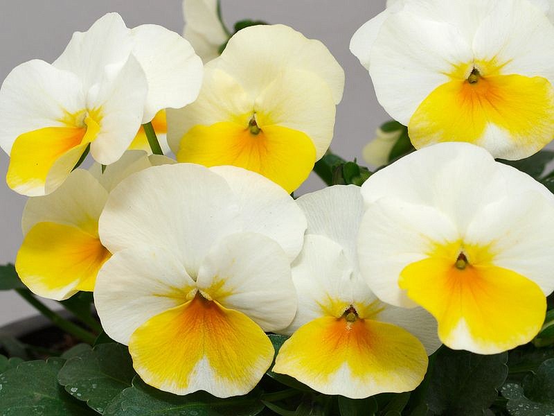 Партнер Виола F1 серия "Соблазн" ЗОЛОТО НИБЕЛУНГОВ ^(10шт) 2-ной пак, изображение 2