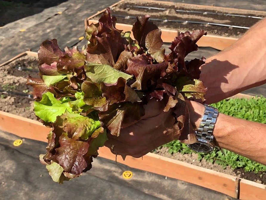 Партнер Салат листовой РОСЕЛЛА ^(1г), изображение 2