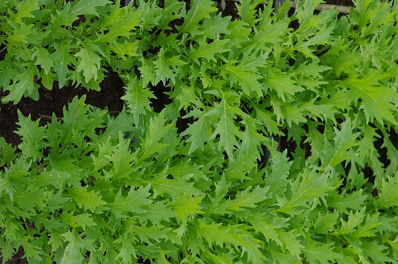 Партнер Капуста японская РУСАЛОЧКА ^(1г), изображение 2