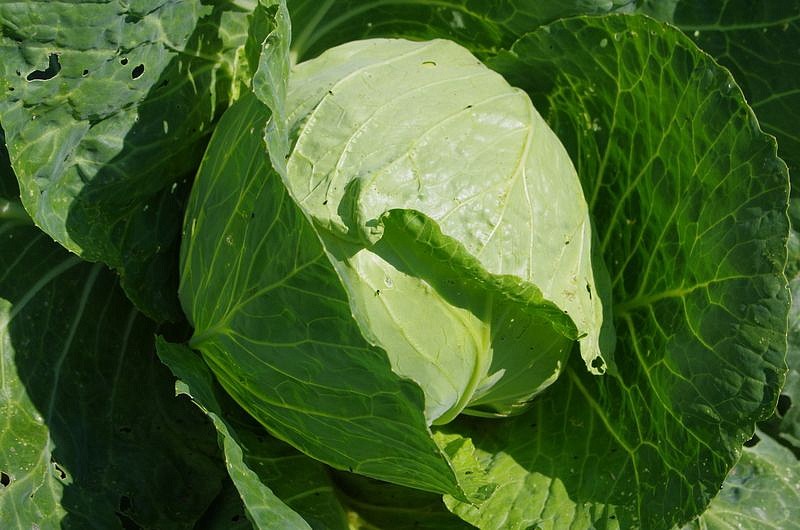 Партнер Капуста б/к ТРАНСФЕР F1 ^(0,2г в амп), изображение 1