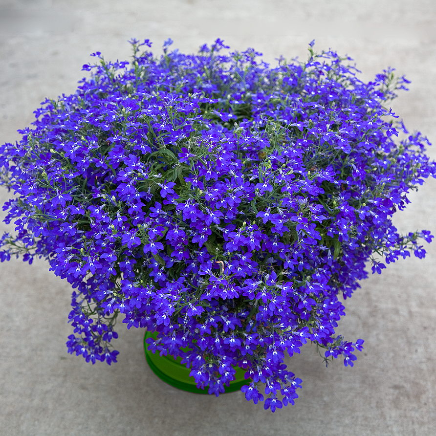 Партнер Лобелия ампельная РЕГАТТА МАРИНЕ БЛЮ ^(10шт в амп), изображение 2