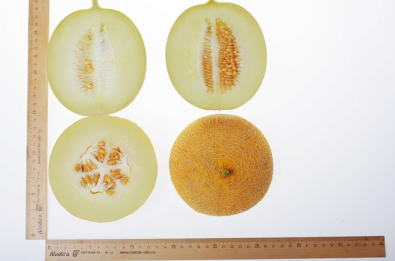 Партнер Дыня МАЙОРКА F1 ^(5шт) 2-ной пак, изображение 4