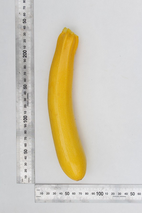 Партнер Кабачок ЖЕЛТОПЛОДНЫЙ ^(10шт), изображение 3