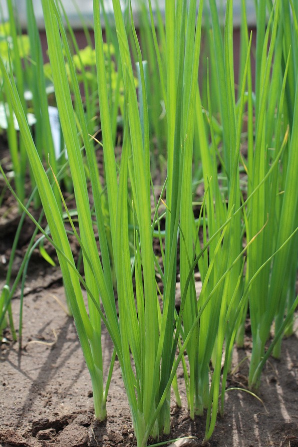 Партнер Лук батун ПЕРФОРМЕР ^(1г), изображение 4