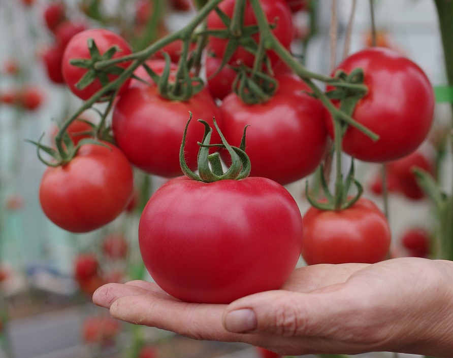 Партнер Томат КОРОЛЕВА F1 ^(5шт) 2-ной пак, изображение 6