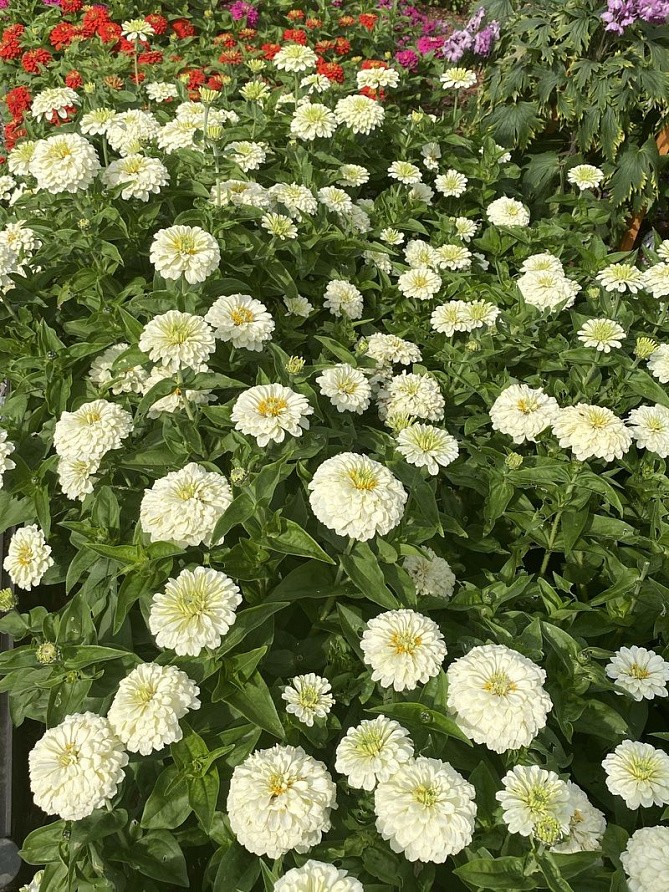 Партнер Цинния F1 БЕЛЫЙ АНТИК / георгиновидная ^(4шт) , изображение 6