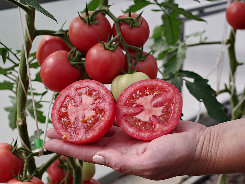 Партнер Томат РЕСПЕКТ F1 ^(5шт) 2-ной пак, изображение 2