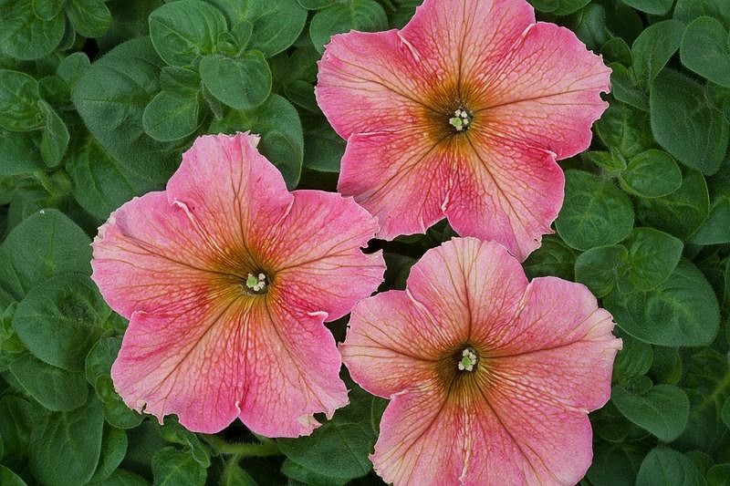 Партнер Петуния серия "Лулу" КОКТЕЙЛЬ F1 / крупноцветковая каскадная^(5шт в амп), изображение 4