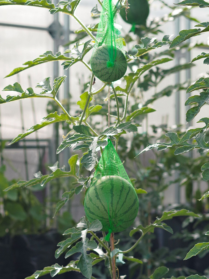 Партнер Арбуз ВЗРЫВ F1 ^(5шт) 2-ной пак, изображение 3