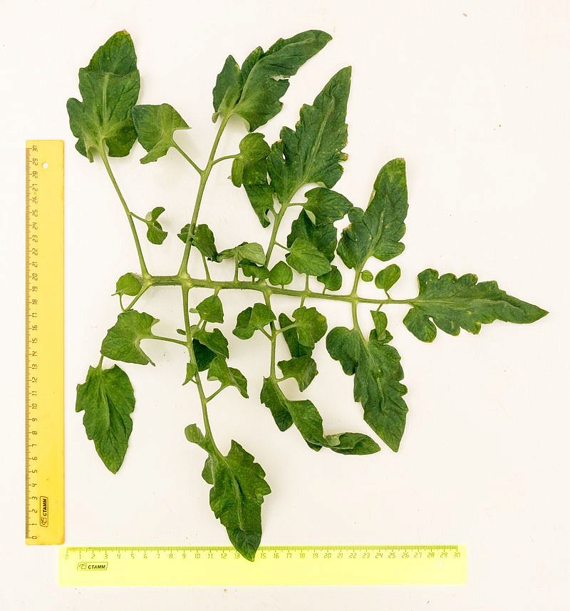 Партнер Томат ФАМИЛИЯ F1 ^(10шт) 2-ной пак, изображение 4