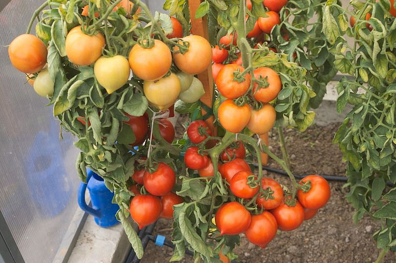 Партнер Томат АНДРОМЕДА F1 ^(0,05г), изображение 3