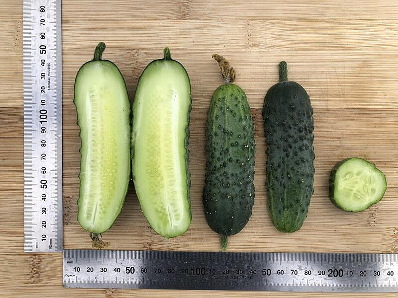 Партнер Огурец ВИОРЕЛ F1 ^(0,5г), изображение 2