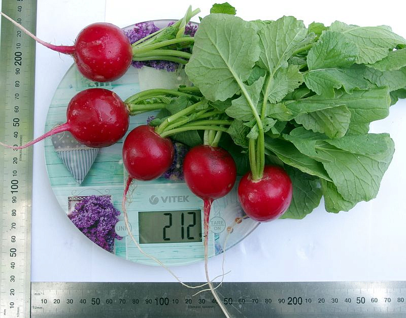 Партнер Редис ДУСЯ F1 ^(1г), изображение 3