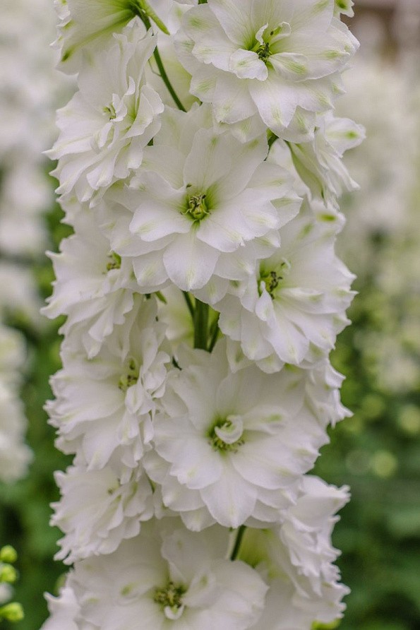 Партнер Дельфиниум F1 новозеландский ИННОСЕНС ^(3шт), изображение 4