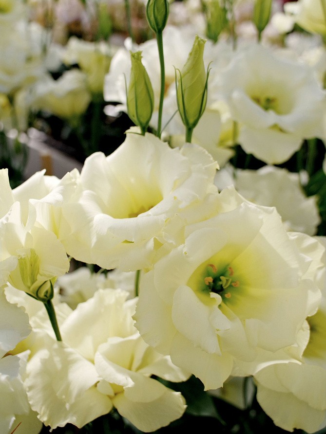 Партнер Эустома F1 срезочная махровая МАДАМ НОУЛЗ ^(5шт в амп), изображение 2