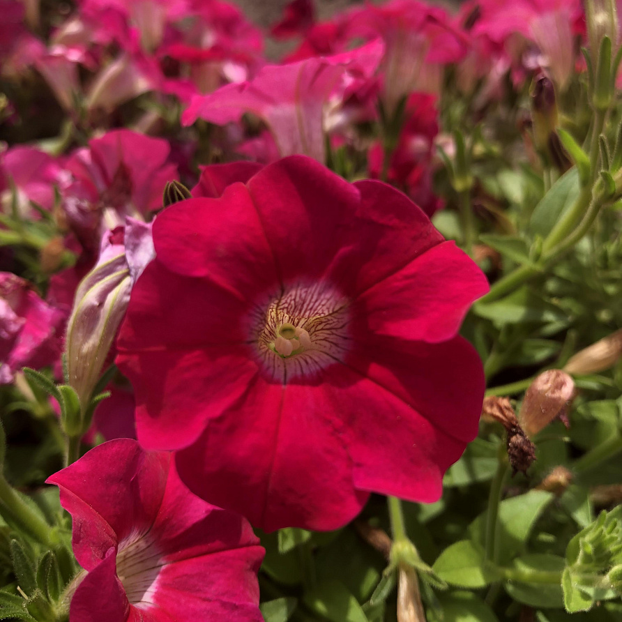 Партнер Петуния серия "Амбре" РОЗЕТТА F1 / многоцветковая каскадная^(5шт в амп), изображение 2