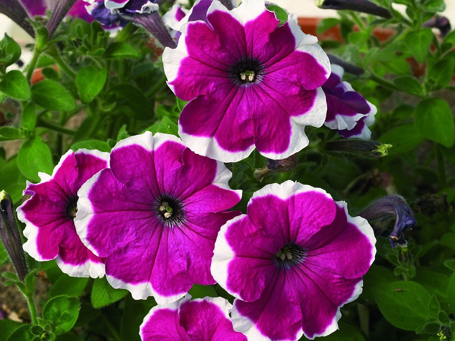 Партнер Петуния серия "Белладонна" ВЕЛЬВЕТ ПИКОТИ F1/ многоцветковая каскадная^(5шт в амп), изображение 2