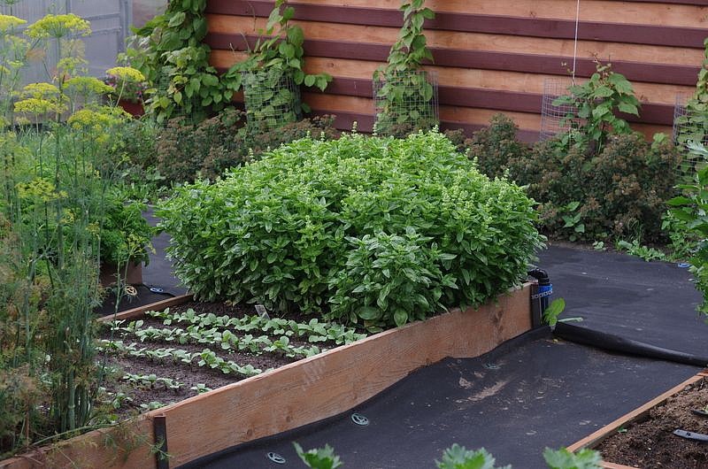 Партнер Базилик МАРИАН зеленый ^(1г), изображение 5