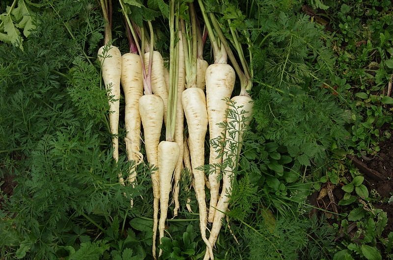 Партнер Пастернак ЛУЧШИЙ ИЗ ВСЕХ ^(1г), изображение 5