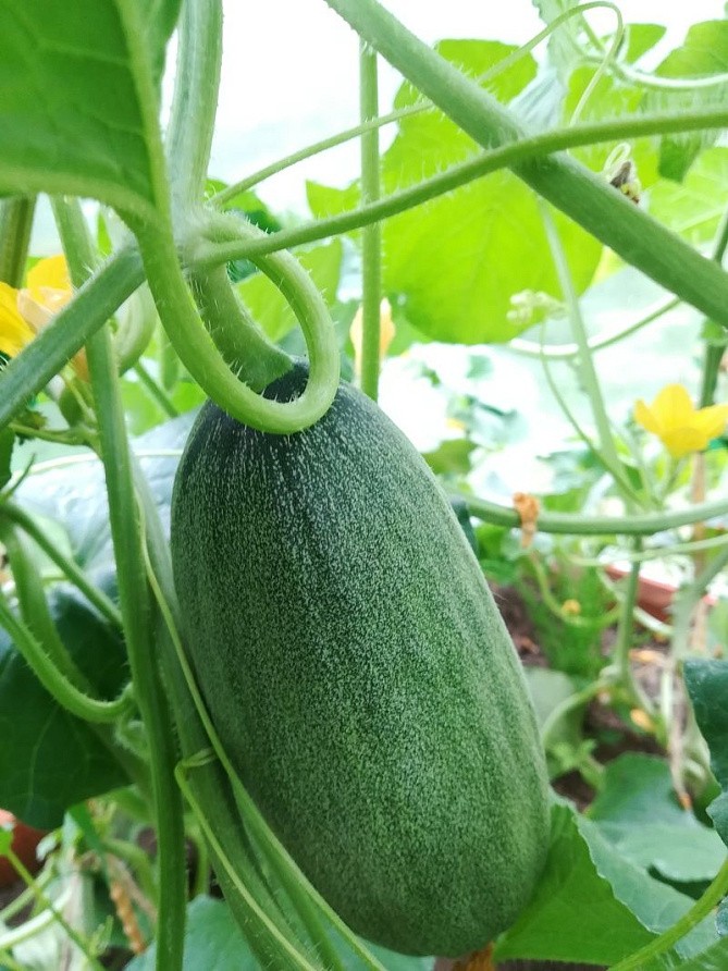 Партнер Дыня БАГИРА F1 ^(5шт) 2-ной пак, изображение 2