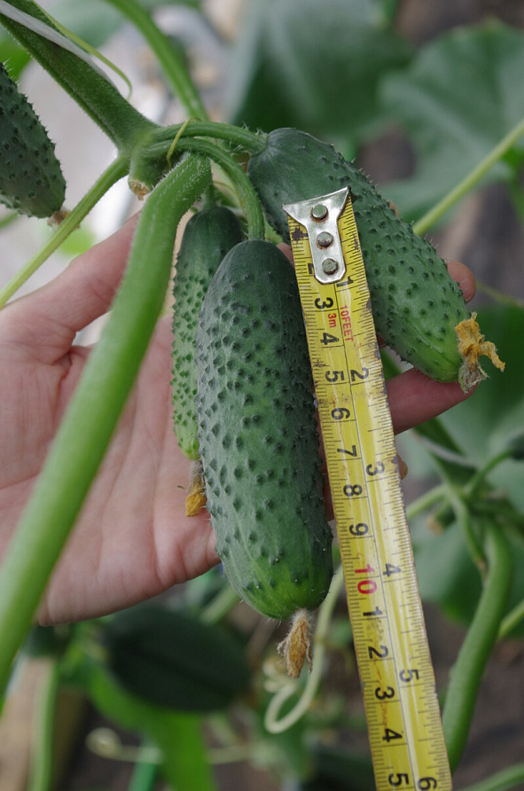 Партнер Огурец ГОША F1 ^(5шт), изображение 5