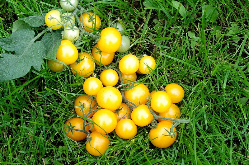 Партнер Томат БАЛКОННОЕ ЧУДО (желтый) ^(0,05г) 2-ной пак, изображение 3