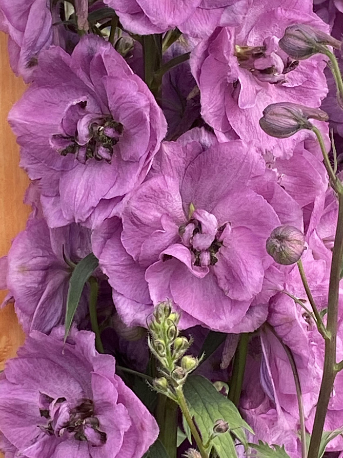 Партнер Дельфиниум F1 новозеландский ДАСКИ МАЙДЕНС ^(3шт), изображение 1