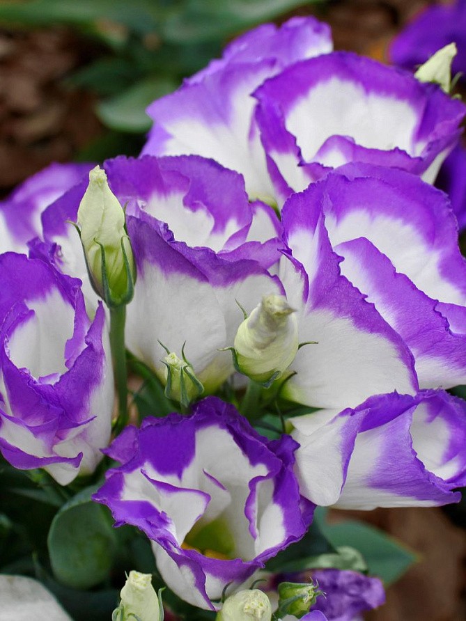 Партнер Эустома F1 карликовая МИСС НОРА БАРЛОУ ^(5шт в амп), изображение 3