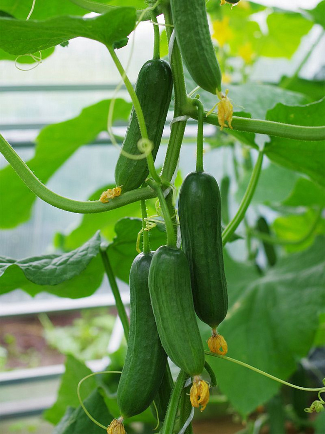 Партнер Огурец МАРИНИН F1 ^(5шт), изображение 3