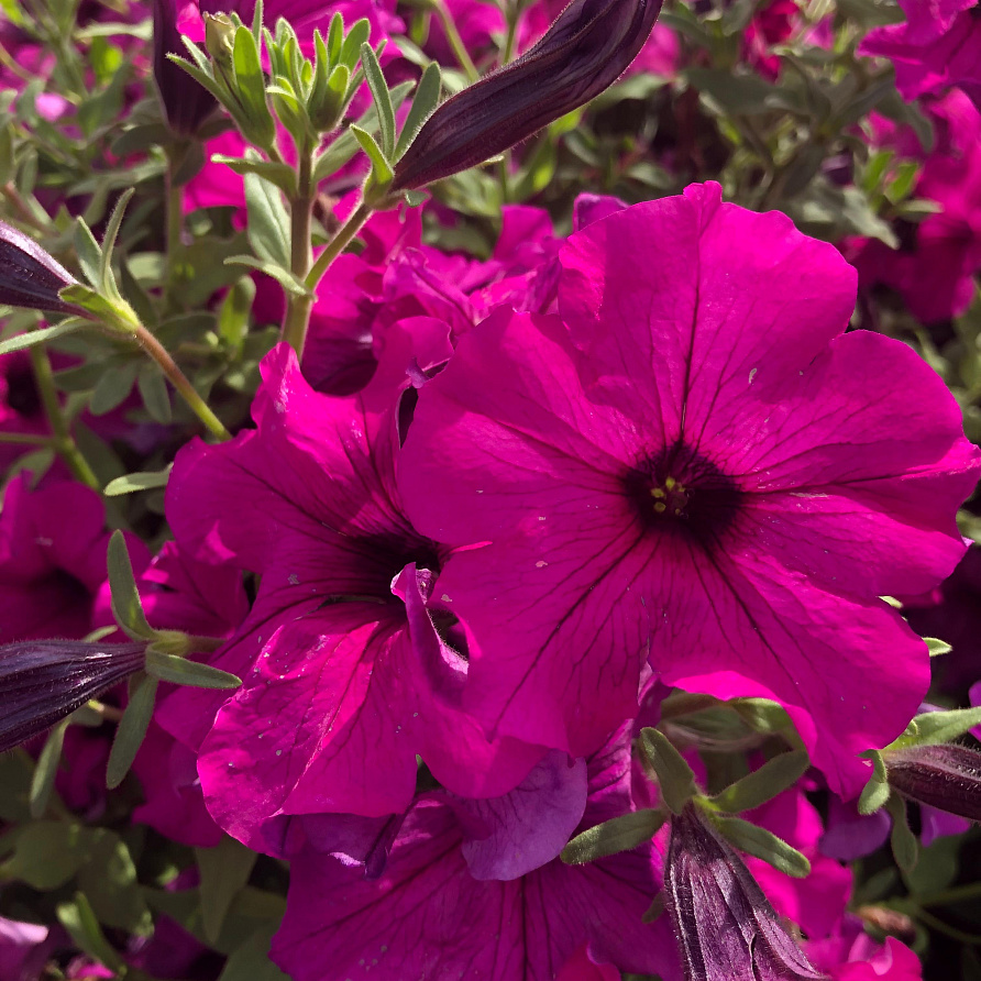 Партнер Петуния серия "Вивальди" ТАЙНА F1 / крупноцветковая ампельная^(5шт в амп), изображение 3