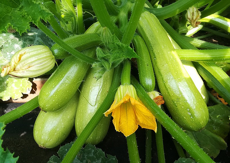 Партнер Кабачок ХЬЮГО F1 ^(5шт), изображение 1