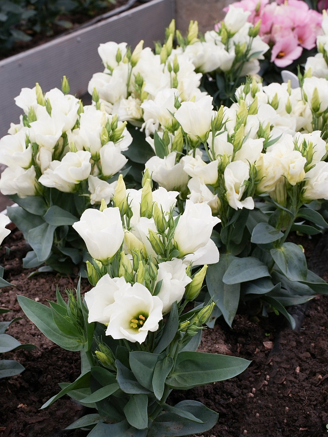 Партнер Эустома F1 карликовая МИСС ЭБОНИ БЬЮТИ ^(5шт в амп), изображение 5