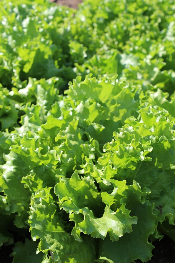 Партнер Салат листовой ГЕРКУЛЕС ^(0,5г), изображение 1