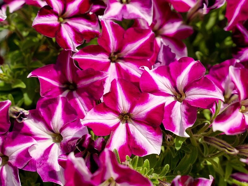 Партнер Петуния серия "Мон Амур" ЭСТЕЛЬ F1 / многоцветковая прямостоячая^(5шт в амп), изображение 3