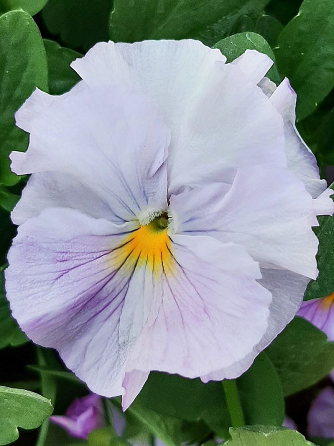 Партнер Виола F1 бахромчатая серия "Танго-манго" БОЛЕРО ^(5шт в амп), изображение 1