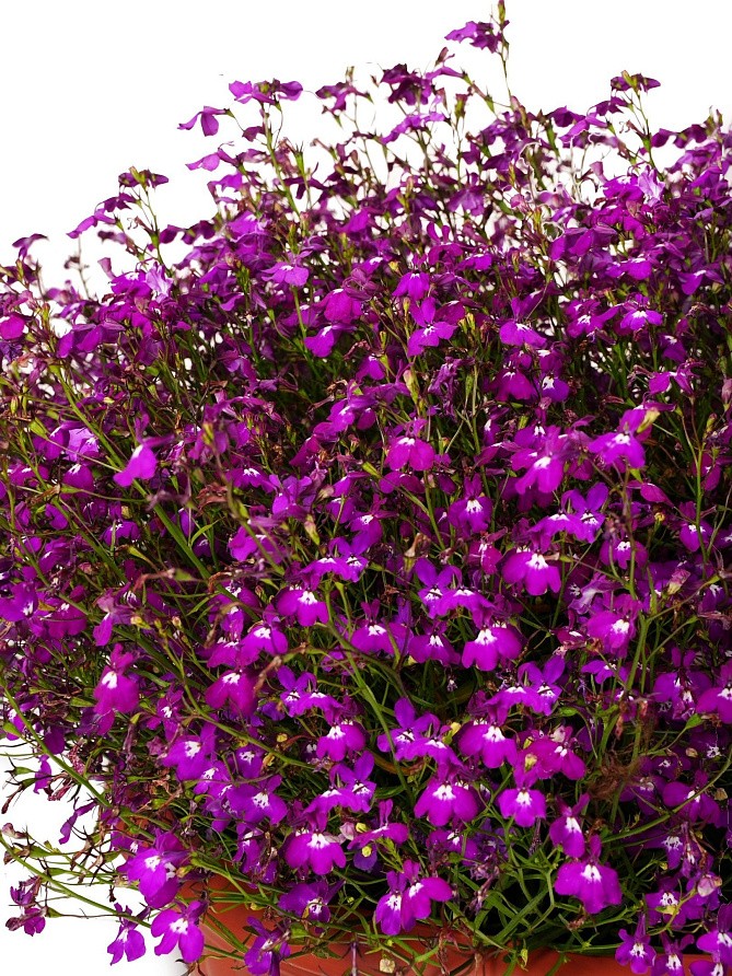 Партнер Лобелия ампельная РЕГАТТА РОУЗ ^(10шт в амп), изображение 2