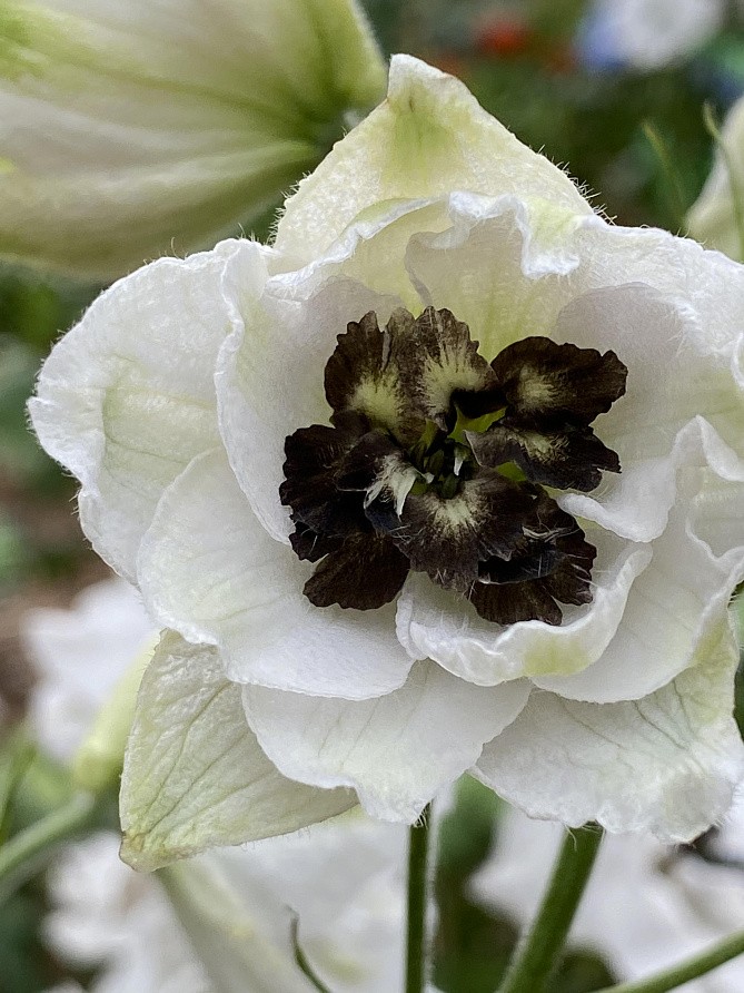 Партнер Дельфиниум F1 новозеландский БЛЭК АЙТ ЭНЖЕЛС ^(3шт), изображение 3