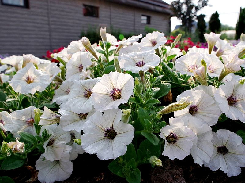 Партнер Петуния серия "Мон Амур" ВИРЖИНИ F1 / многоцветковая прямостоячая ^(5шт в амп), изображение 4