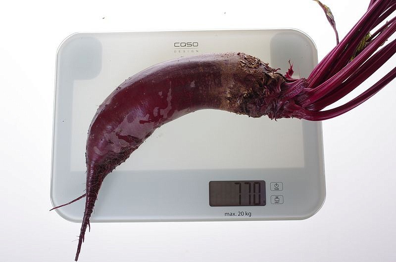 Партнер Свекла КАЛИПСО ^(3г), изображение 3