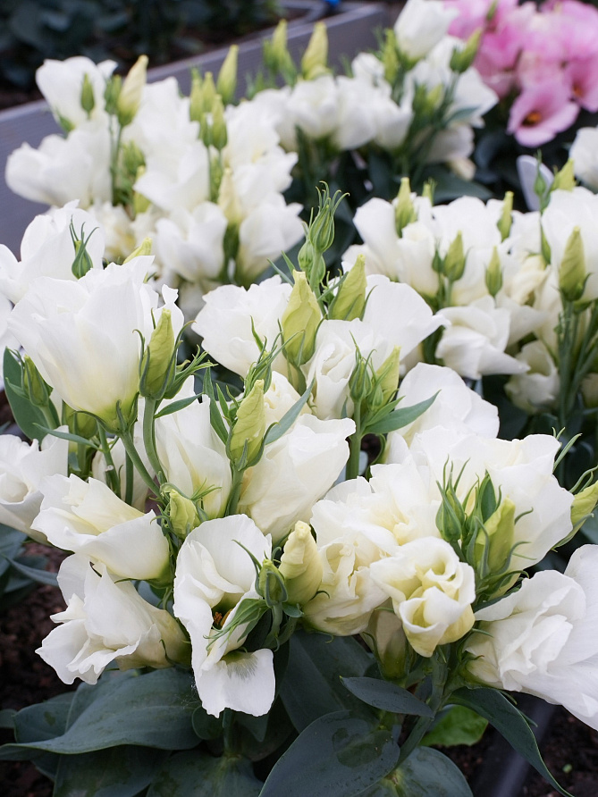 Партнер Эустома F1 карликовая МИСС ЭБОНИ БЬЮТИ ^(5шт в амп), изображение 2