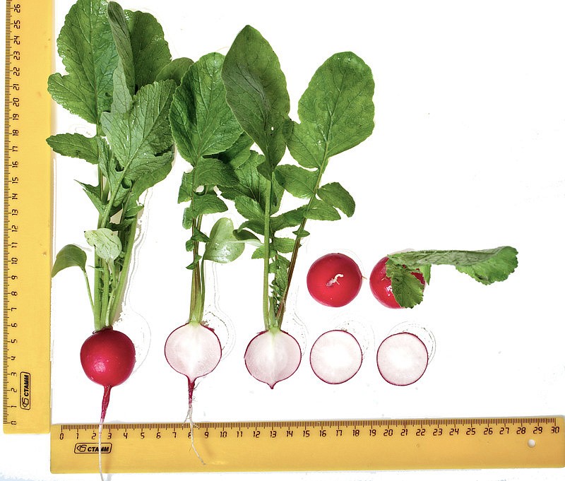 Партнер Редис ЧЕРРИЭТ F1 ^(1г), изображение 2