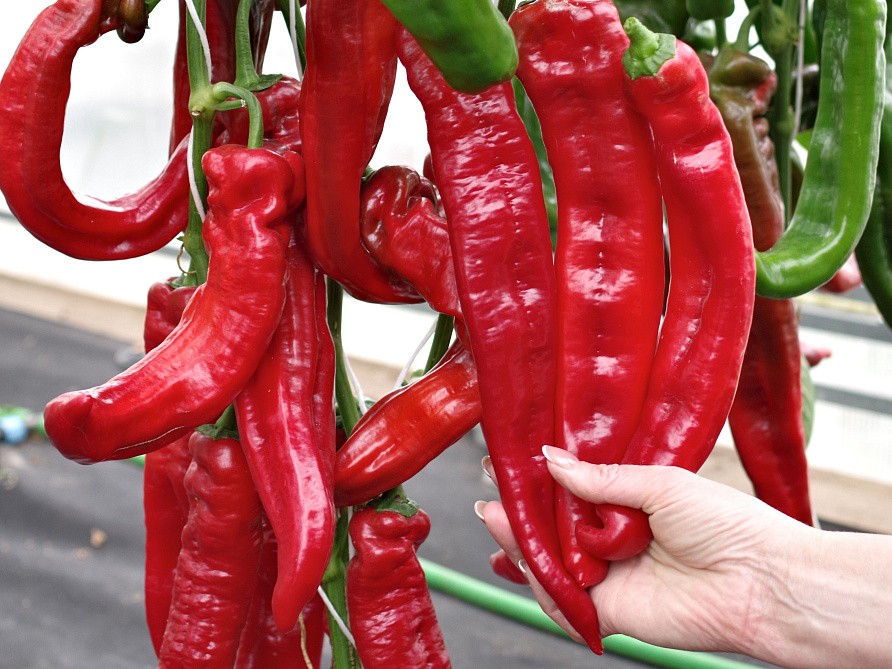 Партнер Перец РУБИНЕ F1 ^(5шт) 2-ной пак, изображение 2